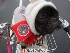 にほんブログ村 犬ブログ フレンチブルドッグへ