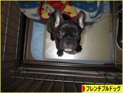 にほんブログ村 犬ブログ フレンチブルドッグへ