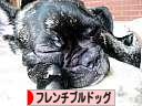 にほんブログ村 犬ブログ フレンチブルドッグへ