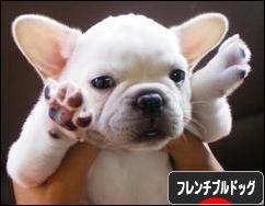 にほんブログ村 犬ブログ フレンチブルドッグへ
