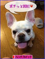 にほんブログ村 犬ブログ フレンチブルドッグへ