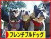 にほんブログ村 犬ブログ フレンチブルドッグへ