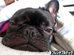 にほんブログ村 犬ブログ フレンチブルドッグへ