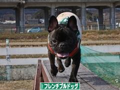 にほんブログ村 犬ブログ フレンチブルドッグへ