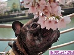 にほんブログ村 犬ブログ フレンチブルドッグへ