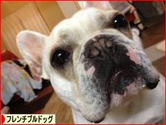 にほんブログ村 犬ブログ フレンチブルドッグへ