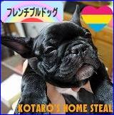 にほんブログ村 犬ブログ フレンチブルドッグへ