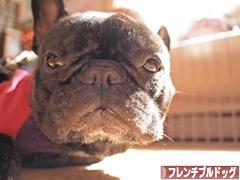 にほんブログ村 犬ブログ フレンチブルドッグへ