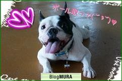 にほんブログ村 犬ブログ フレンチブルドッグへ