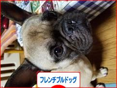 にほんブログ村 犬ブログ フレンチブルドッグへ