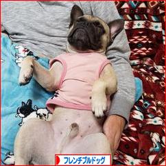 にほんブログ村 犬ブログ フレンチブルドッグへ