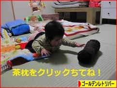 にほんブログ村 犬ブログ ゴールデンレトリバーへ