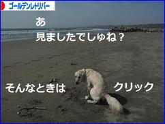 にほんブログ村 犬ブログ ゴールデンレトリバーへ