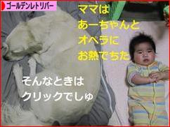 にほんブログ村 犬ブログ ゴールデンレトリバーへ