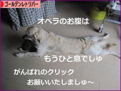 にほんブログ村 犬ブログ ゴールデンレトリバーへ