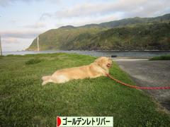にほんブログ村 犬ブログ ゴールデンレトリバーへ