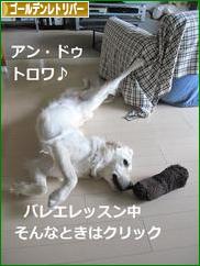 にほんブログ村 犬ブログ ゴールデンレトリバーへ