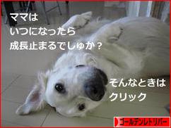 にほんブログ村 犬ブログ ゴールデンレトリバーへ