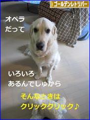 にほんブログ村 犬ブログ ゴールデンレトリバーへ