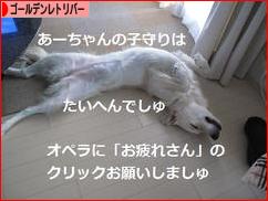 にほんブログ村 犬ブログ ゴールデンレトリバーへ
