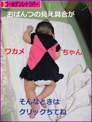 にほんブログ村 犬ブログ ゴールデンレトリバーへ