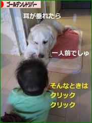 にほんブログ村 犬ブログ ゴールデンレトリバーへ
