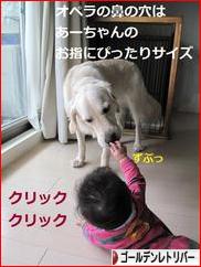 にほんブログ村 犬ブログ ゴールデンレトリバーへ