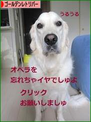にほんブログ村 犬ブログ ゴールデンレトリバーへ
