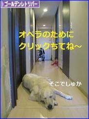 にほんブログ村 犬ブログ ゴールデンレトリバーへ