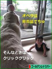 にほんブログ村 犬ブログ ゴールデンレトリバーへ