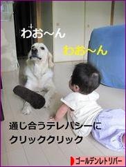 にほんブログ村 犬ブログ ゴールデンレトリバーへ