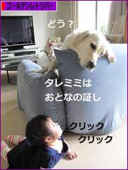 にほんブログ村 犬ブログ ゴールデンレトリバーへ