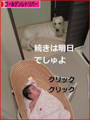 にほんブログ村 犬ブログ ゴールデンレトリバーへ