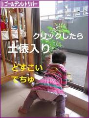 にほんブログ村 犬ブログ ゴールデンレトリバーへ