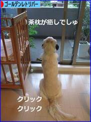 にほんブログ村 犬ブログ ゴールデンレトリバーへ