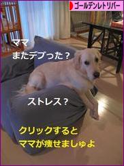 にほんブログ村 犬ブログ ゴールデンレトリバーへ