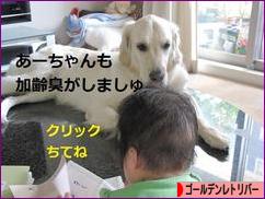にほんブログ村 犬ブログ ゴールデンレトリバーへ