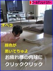 にほんブログ村 犬ブログ ゴールデンレトリバーへ