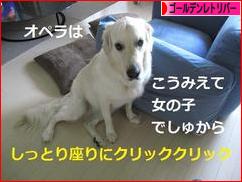 にほんブログ村 犬ブログ ゴールデンレトリバーへ