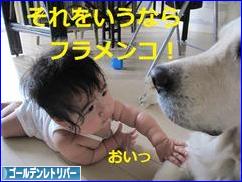 にほんブログ村 犬ブログ ゴールデンレトリバーへ