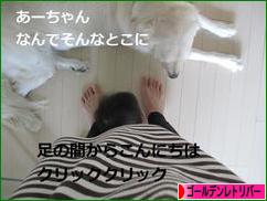 にほんブログ村 犬ブログ ゴールデンレトリバーへ