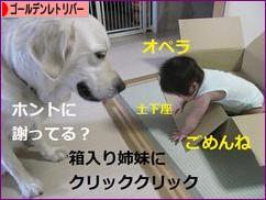 にほんブログ村 犬ブログ ゴールデンレトリバーへ