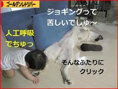 にほんブログ村 犬ブログ ゴールデンレトリバーへ