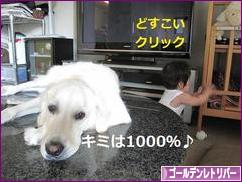 にほんブログ村 犬ブログ ゴールデンレトリバーへ