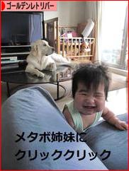 にほんブログ村 犬ブログ ゴールデンレトリバーへ
