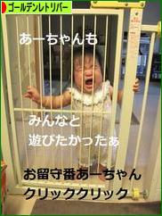 にほんブログ村 犬ブログ ゴールデンレトリバーへ