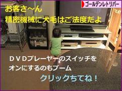 にほんブログ村 犬ブログ ゴールデンレトリバーへ