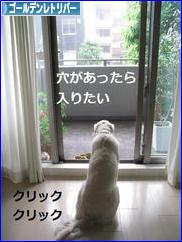 にほんブログ村 犬ブログ ゴールデンレトリバーへ