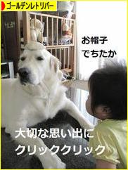 にほんブログ村 犬ブログ ゴールデンレトリバーへ