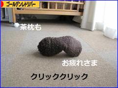 にほんブログ村 犬ブログ ゴールデンレトリバーへ